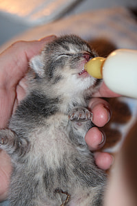 person feeding short-fur gray and white kitten thumbnail