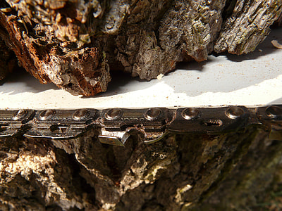 close-up photo of chainsaw blade in tree thumbnail