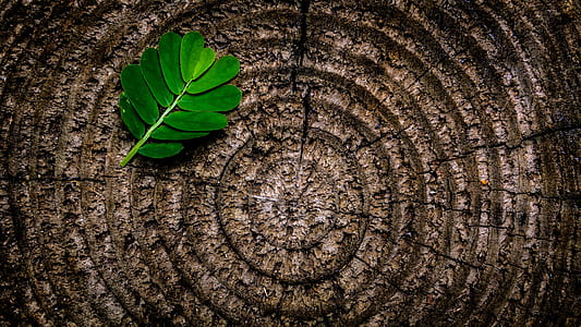 close up photo of green leaves on brown surface thumbnail