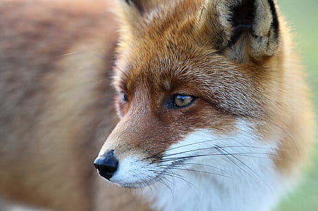 red fox thumbnail
