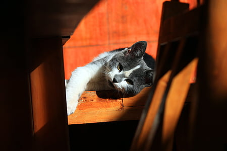 short-fur gray and white cats thumbnail