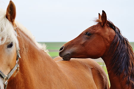 brown horses thumbnail