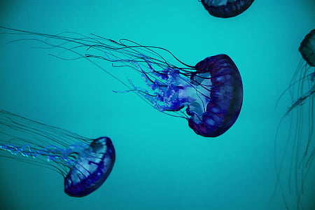 two blue jellyfishes thumbnail