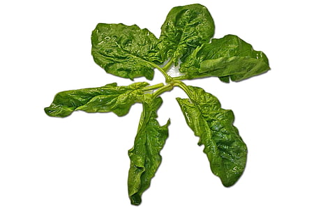 green leaves thumbnail