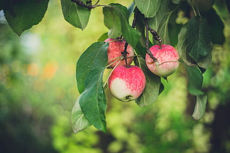 Apple tree thumbnail