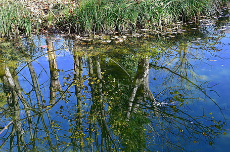reflection of trees on body of water thumbnail