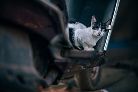 white and black cat crouched on shelf thumbnail