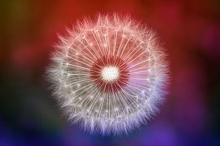 selective focus photo of dandelion thumbnail