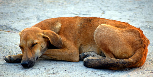 sleeping dog on gray concrete pavement thumbnail