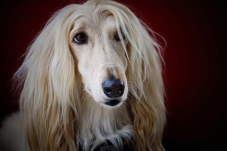 adult white and fawn Afghan hound sitting inside the room thumbnail