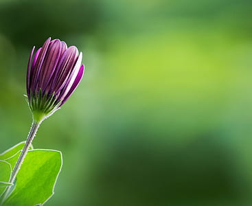 purple osteospermum flower in closeup photo thumbnail