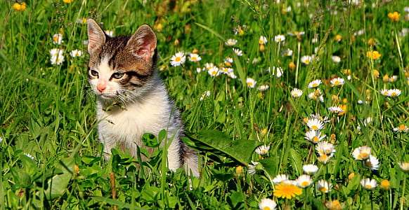cat standing on grass thumbnail
