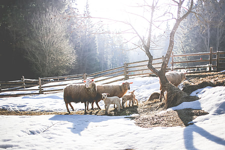 Sheep Family in Winter thumbnail