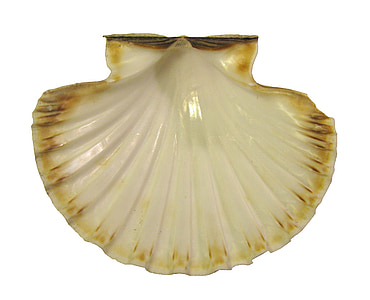 white clam thumbnail