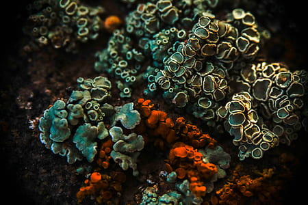 close-up photography of green, white, and red corals thumbnail