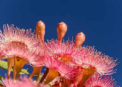 pink gum flowers thumbnail