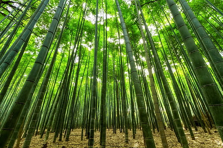 bamboo grassfield thumbnail