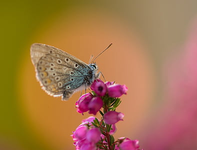 close up photo of brown butterfly perched on pink flower thumbnail
