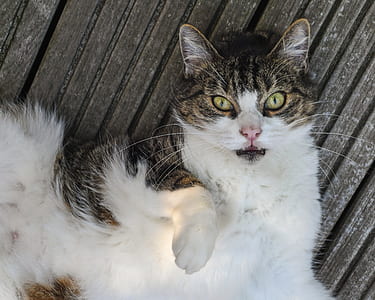cat lying on wood floor thumbnail