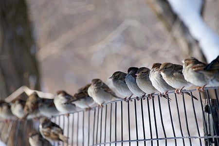 tilt shift photo of flock of gray birds thumbnail
