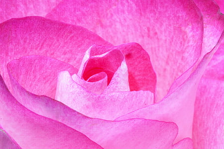 pink flower thumbnail
