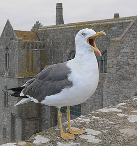 seagull on top of house thumbnail