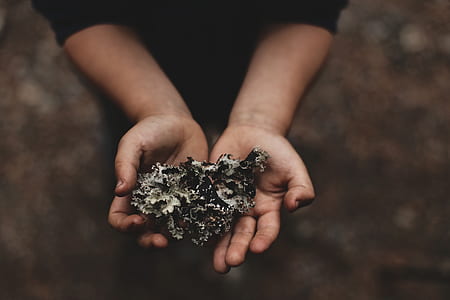 person holding white and brown plant thumbnail