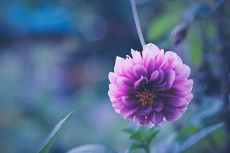 selective focus photo of purple dahlia flower thumbnail