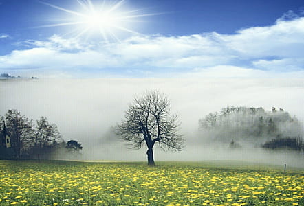 bare tree on green grass land under cloudy sky thumbnail