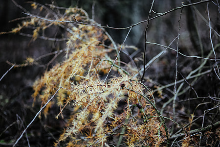 A walk in an autumn forest thumbnail