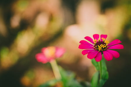 Selective Focus Photography of Pink Petaled Flower during Daytime thumbnail