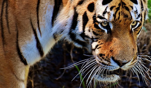 photo of brown and white tiger thumbnail