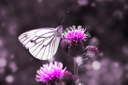 close up photo of paper kite butterfly on pink flower thumbnail