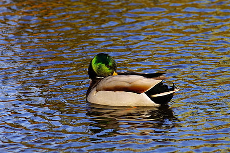 mallard duck in body of water thumbnail
