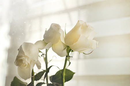 white rose flowers on white wall thumbnail