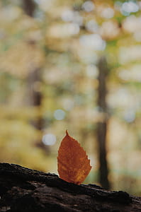 selective focus photography on brown leaf on tree trunk thumbnail