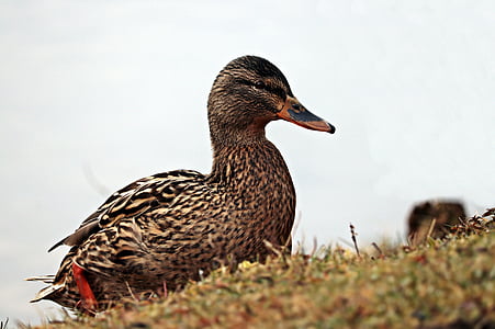 closeup photography of brown duck on grass during daytime thumbnail