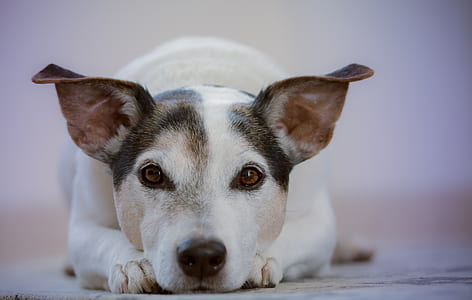selective focus photography of white and black dog prone lying on floor thumbnail
