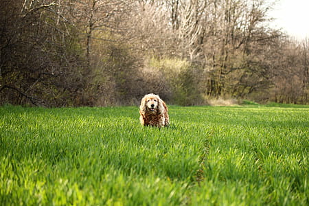 Photo of Cocker Spaniel Dog on Grass Field thumbnail