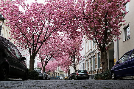 cherry blossom tree thumbnail