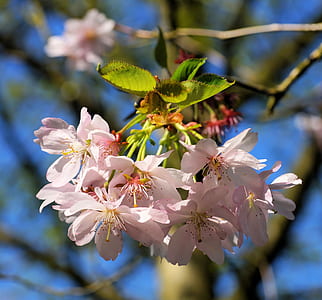 close-up photo of pink petaled flowers thumbnail