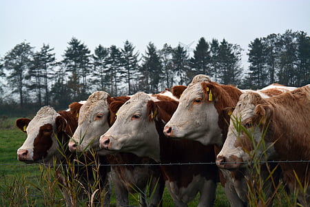 five white-and-brown cows on green grass thumbnail