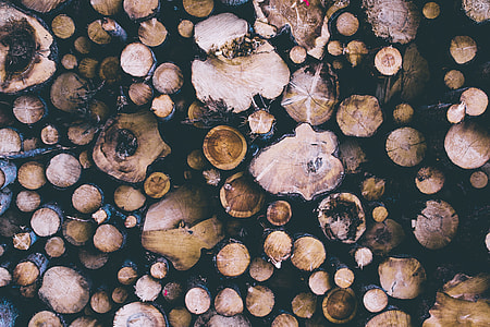 Cut logs from trees from forest thumbnail