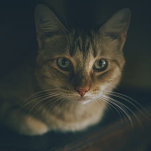 Silver Tabby Cat thumbnail