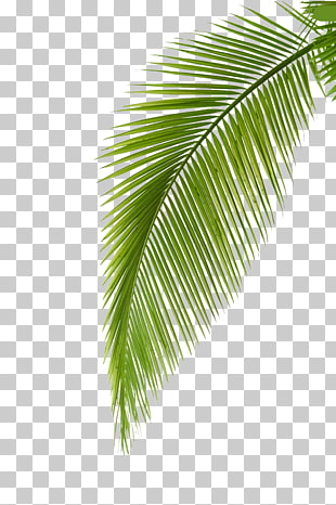 Arecaceae Leaf Photography Palm branch, Palm leaf, coconut leaf PNG clipart