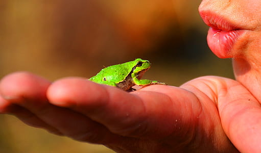 green frog on person's palm thumbnail