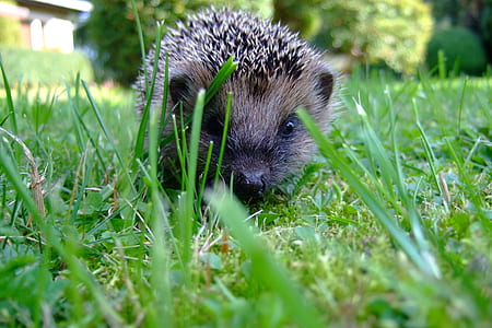 black and brown hedgehog on grass thumbnail