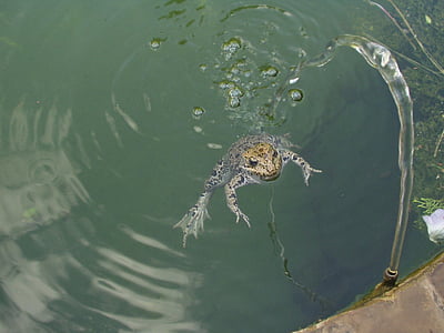 brown and gray frog swimming on bodies of water during daytime thumbnail
