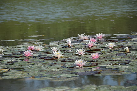 pink and white lilies thumbnail