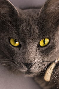 Black Cat Lying on Gray Surface thumbnail